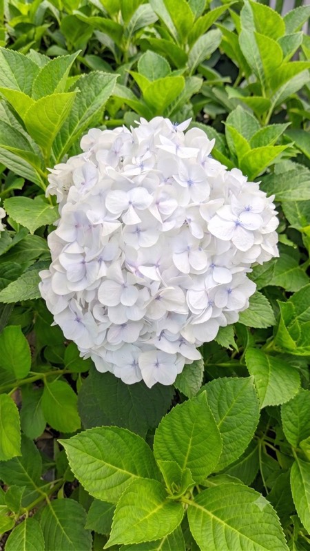 Fresh cut hydrangea flowers